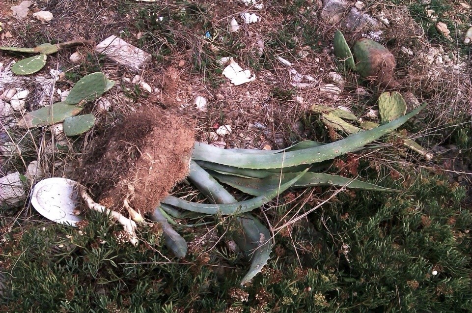 agave gettata 06 11 2011.jpg